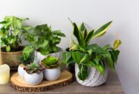 Read more about the article 7 House plants that will be trending in 2024 (you have to get them!)