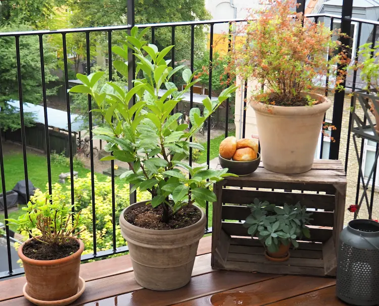 Grow fresh herb plants and ornamental grasses in the shady balcony area