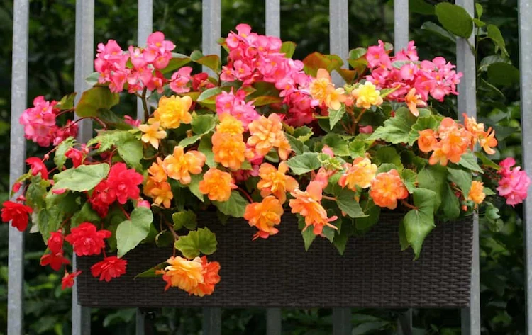  Blooming begonias in many color shades are suitable as balcony plants for shade