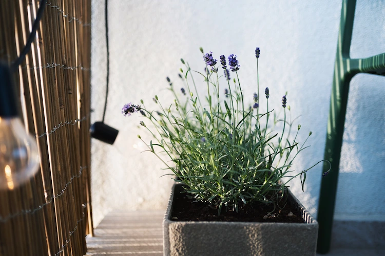 Choose delicate balcony plants for shade and partial shade such as lavender