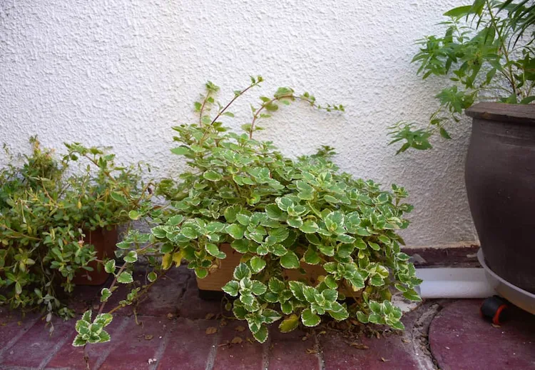 Position popular potted plants such as ivy in the shade and allow them to thrive with ease
